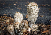 Čudotvorna medicinska gljiva Coprinus Comatus Coprinus Comatus