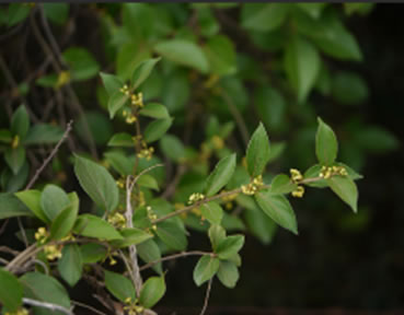 Gymnema sylvestre
